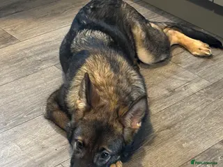 German Shepherd dogs German shepherd 6 months old - Advert 1