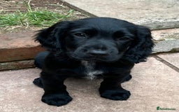 Cocker Spaniel dogs for sale: Kc Working cocker spaniel  in Exeter - Image 4