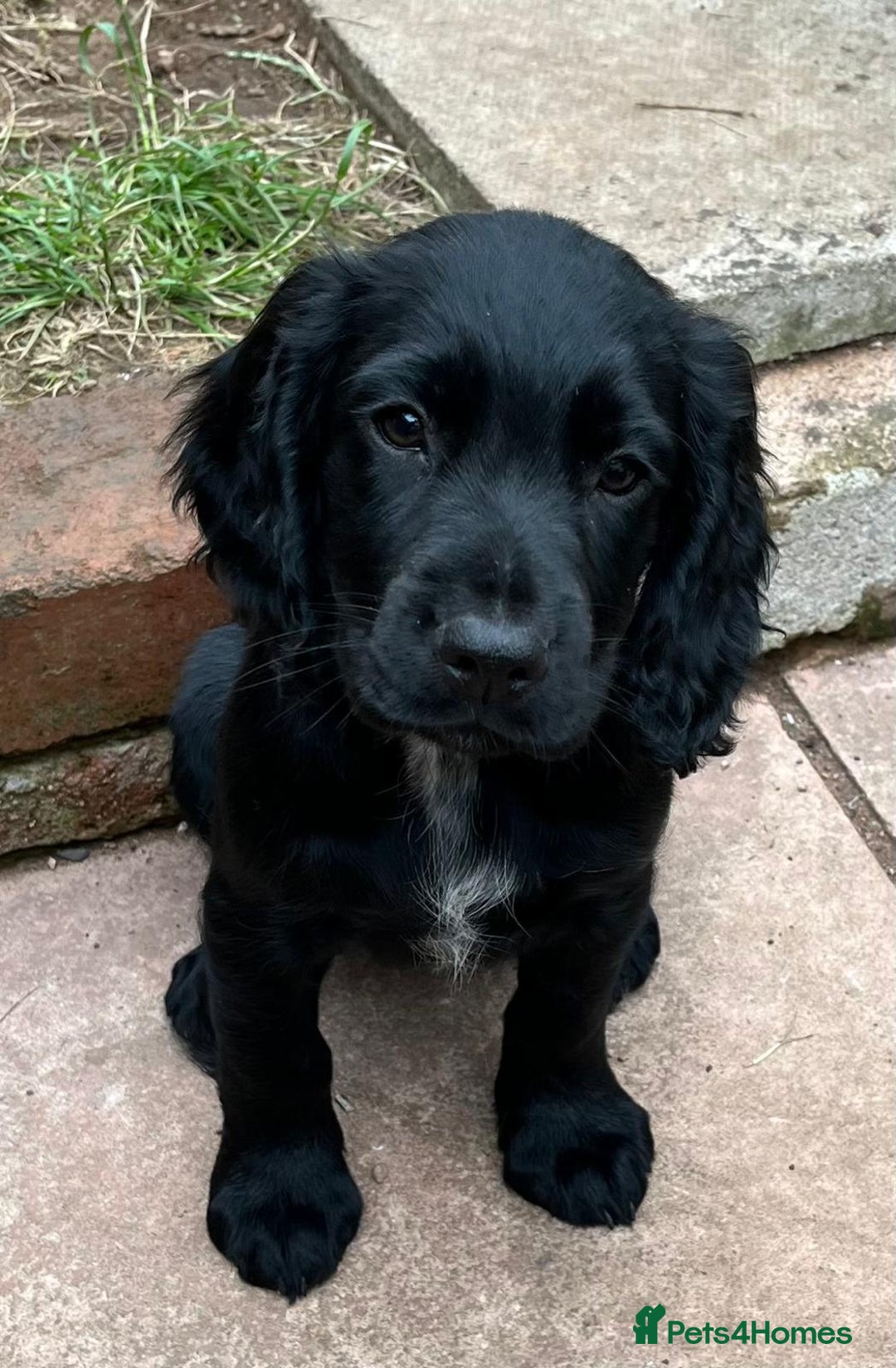 Cocker Spaniel dogs for sale: Kc Working cocker spaniel  in Exeter - Image 4