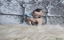 Sphynx cats for sale: 💙LITTLE BOY🩵Sphynx Kitten🩵TESTED 🐈  - Image 22