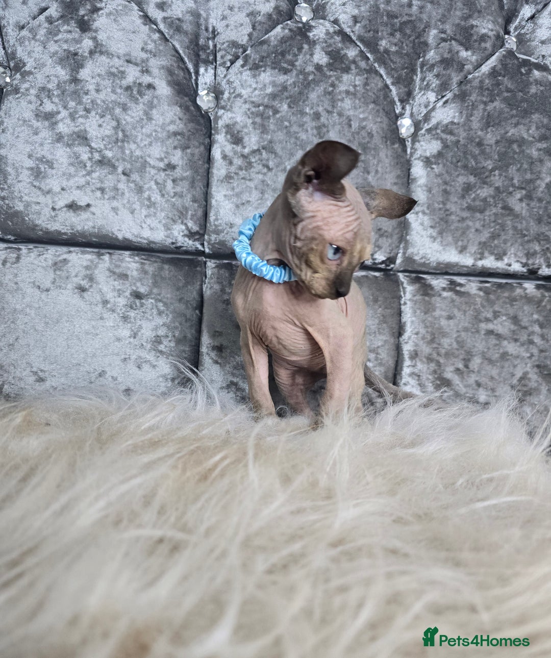 Sphynx cats for sale: 💙LITTLE BOY🩵Sphynx Kitten🩵TESTED 🐈  - Image 22