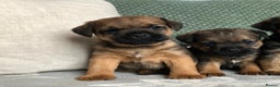 Border Terrier dogs for sale: Mother & Daughter border terrier  - Advert 2