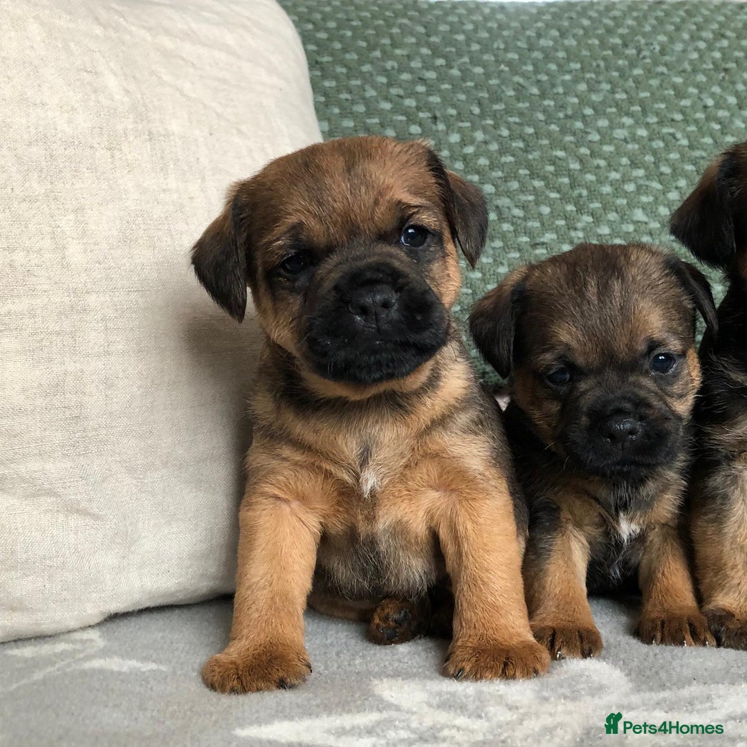 Border Terrier dogs for sale: Mother & Daughter border terrier  - Advert 2