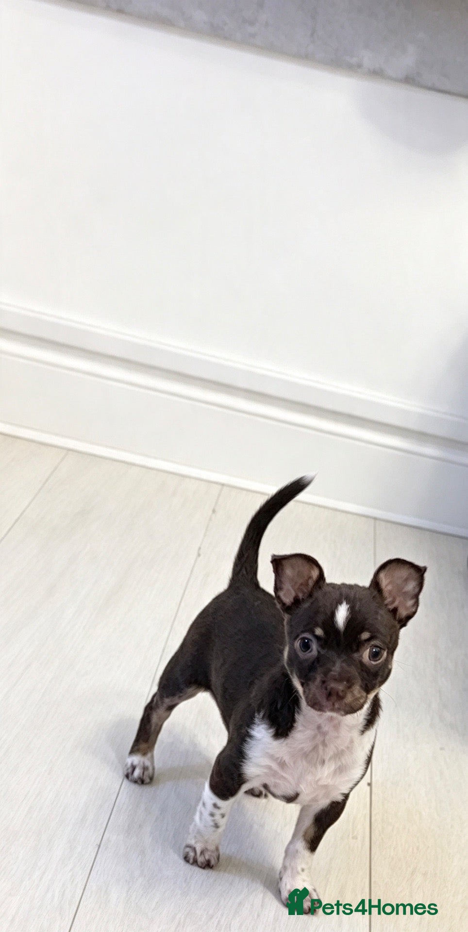 Chihuahua dogs for sale: Chihuahua puppies - Advert 22