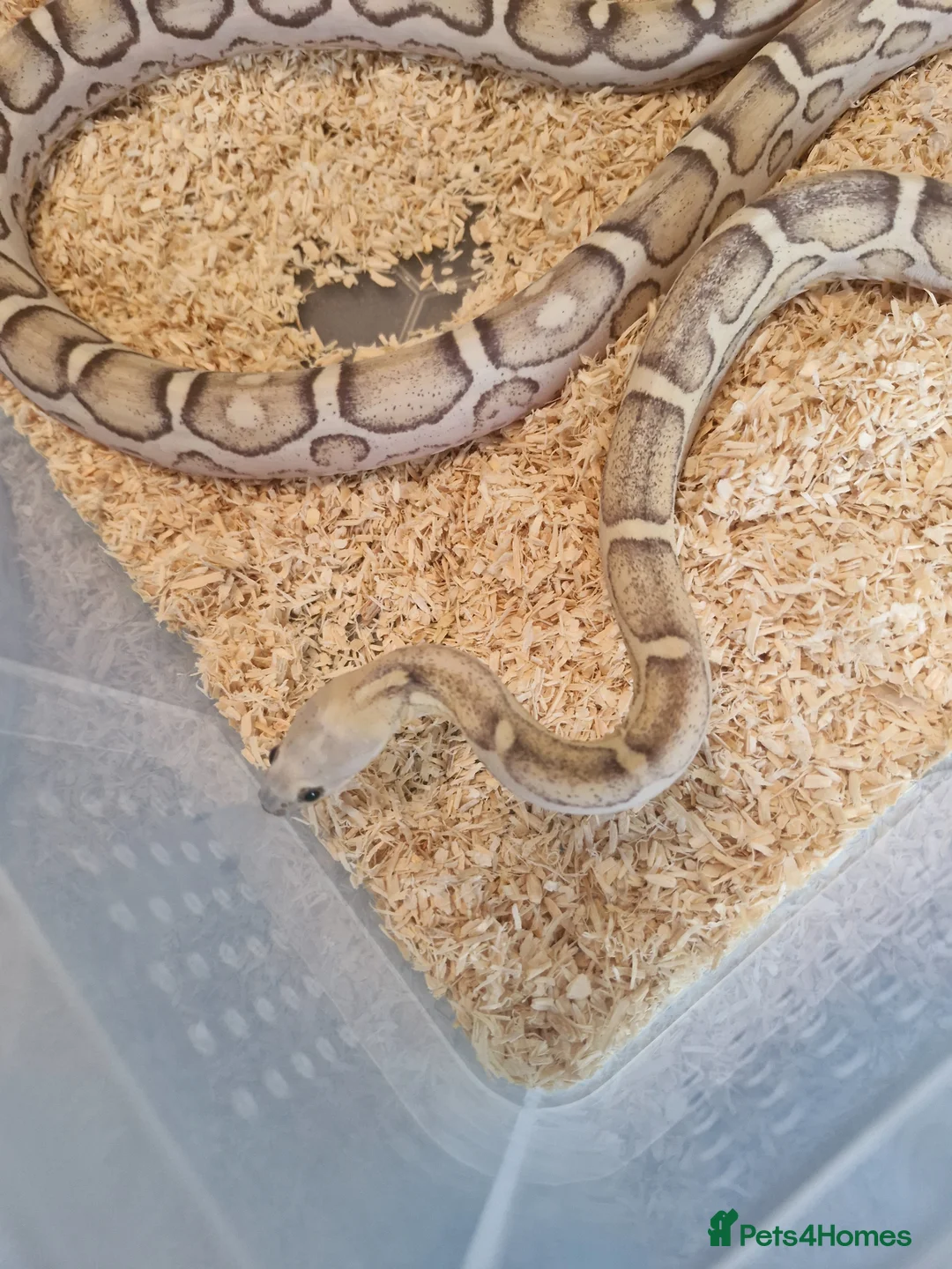 Corn Snake reptiles for sale: Scaleless caramel female 100%het scaleless male  - Advert 2