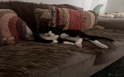 British Shorthair cats for sale: 8 month old Kitten Looking to be rehomed - Image 1