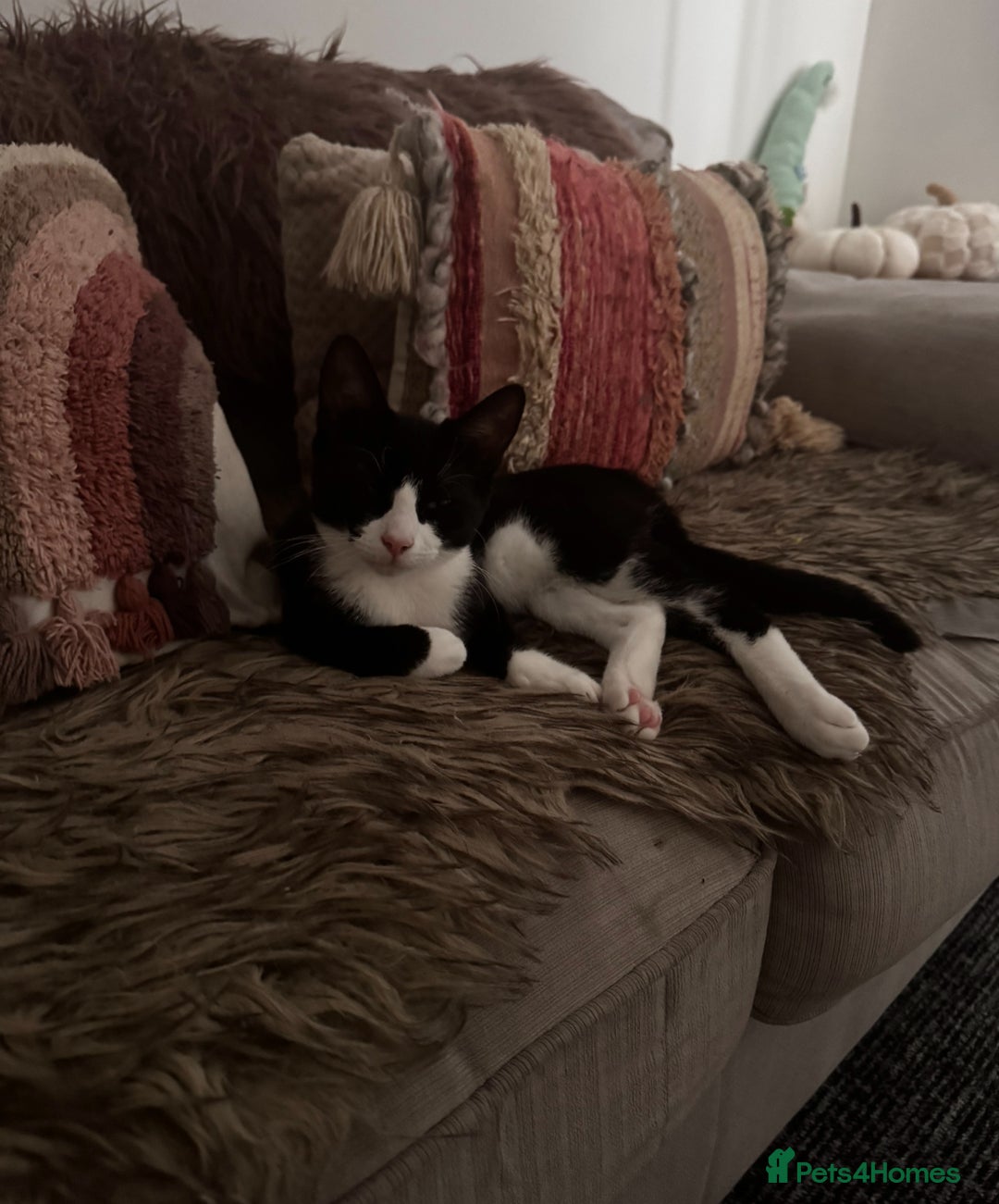 British Shorthair cats for sale: 8 month old Kitten Looking to be rehomed - Image 1