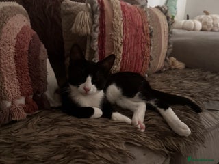 British Shorthair cats - Advert 14