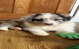 Border Collie dogs for sale: Border collie puppies - Image 2