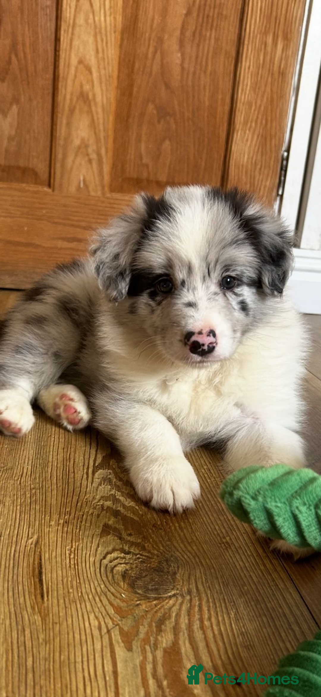 Border Collie dogs for sale: Border collie puppies - Image 2