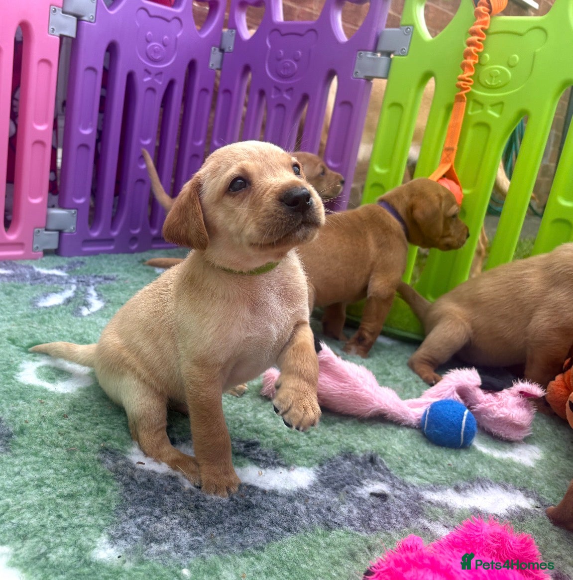 Labrador Retriever dogs 3 LEFT Beautiful Red/Yellow KC Labrador puppies  - Advert 2