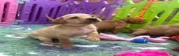Labrador Retriever dogs for sale: 2 Boys Left red/Yellow KC Labrador puppies  - Advert 2