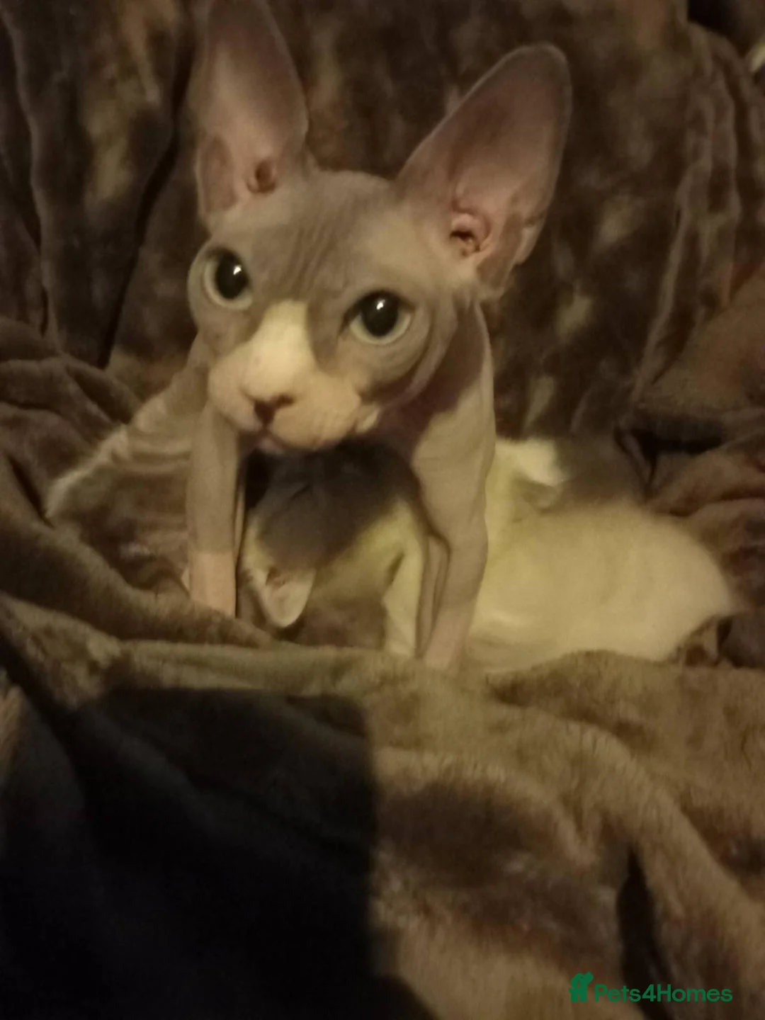 Persian cats for sale: Persian x sphynx accidental litter - Advert 2