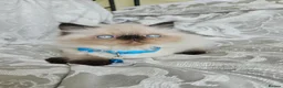 Persian cats for sale: Stunning Pedigree Persian Kittens  - Advert 15