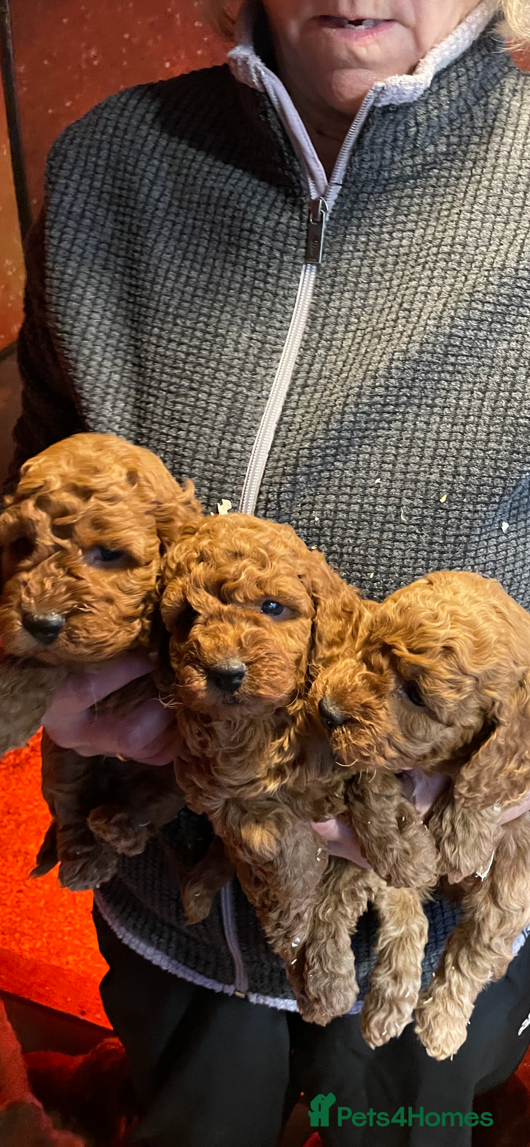 Cockapoo dogs for sale: Cockapoo Pups - Advert 8