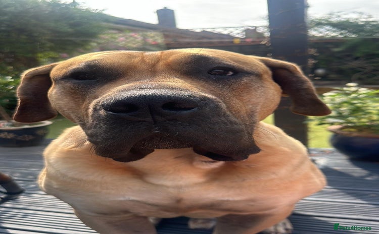 Presa Canario dogs - Advert 3