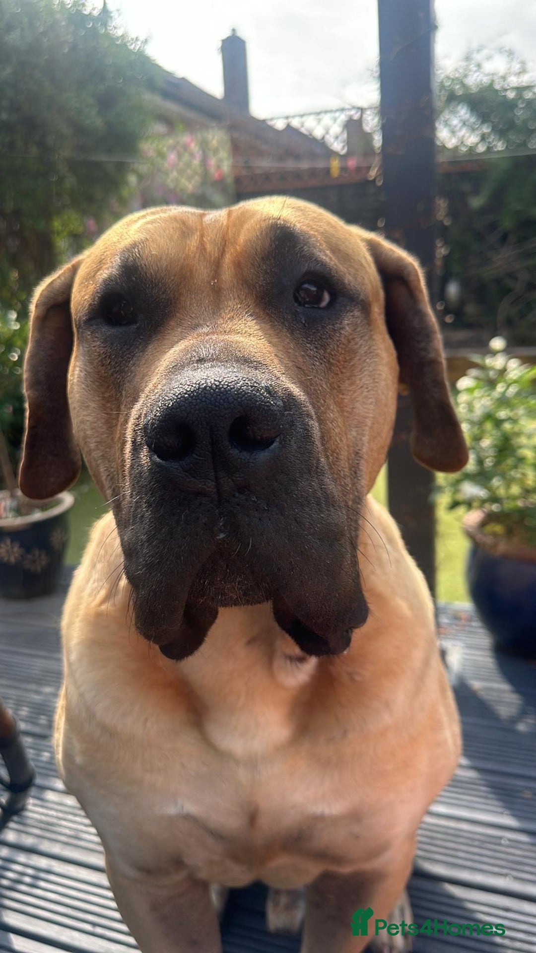 Presa Canario dogs for sale: Full Pedigree Presa Canario boy  - Image 1