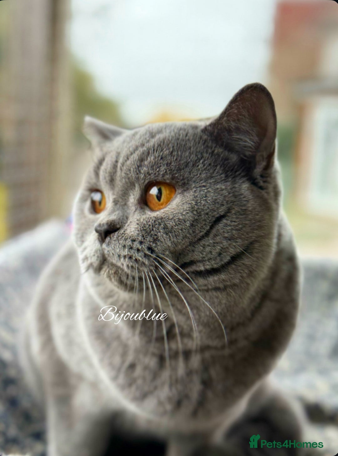 British Shorthair cats for stud: Brand New Import For Stud • World-Class Type - Advert 5