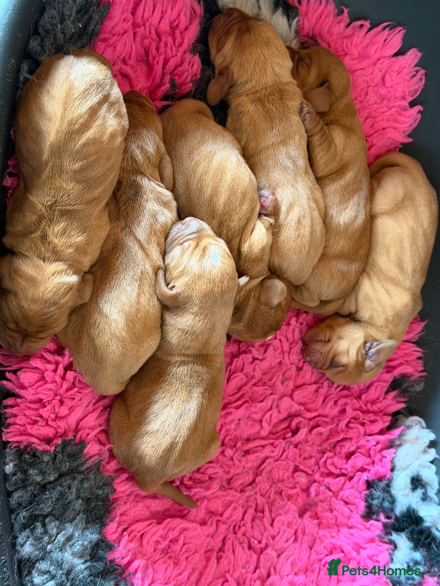 Basset Fauve De Bretagne dogs Basset Fauve De Bretagne Puppies For Sale - Advert 1