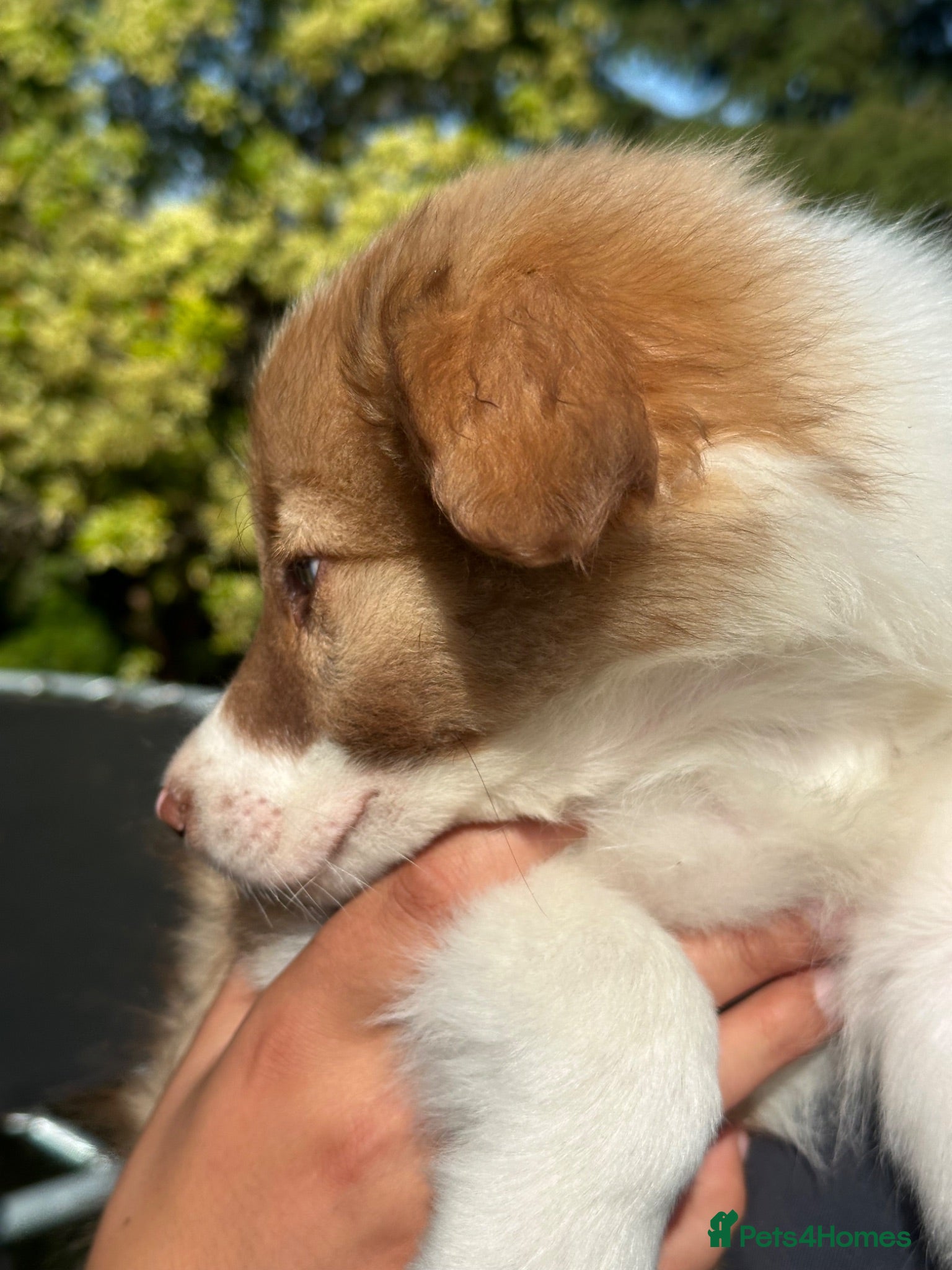 Border Collie dogs Stunning border collie pups  - Advert 1