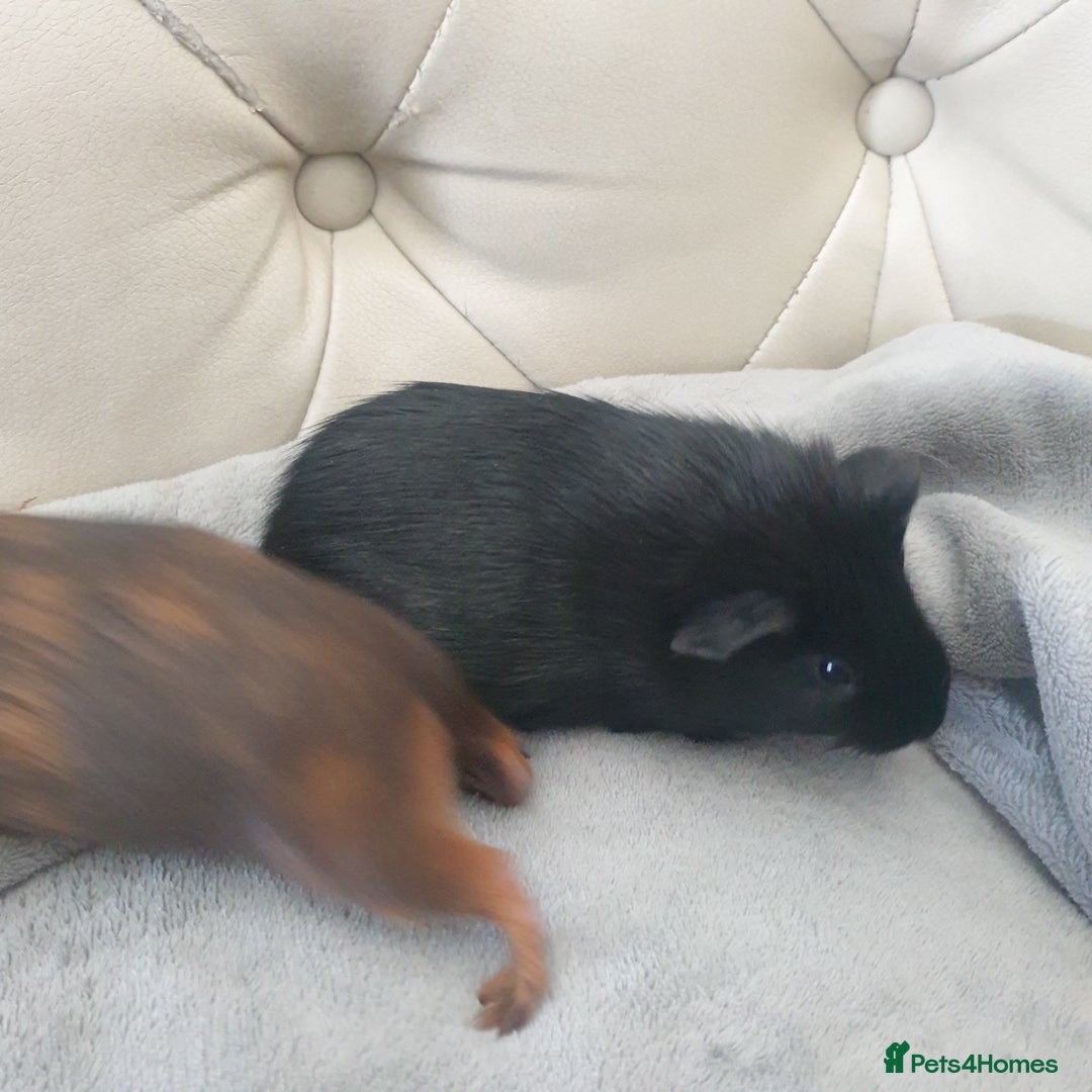 Guinea Pig rodents for sale: Baby guinea pigs - Image 9
