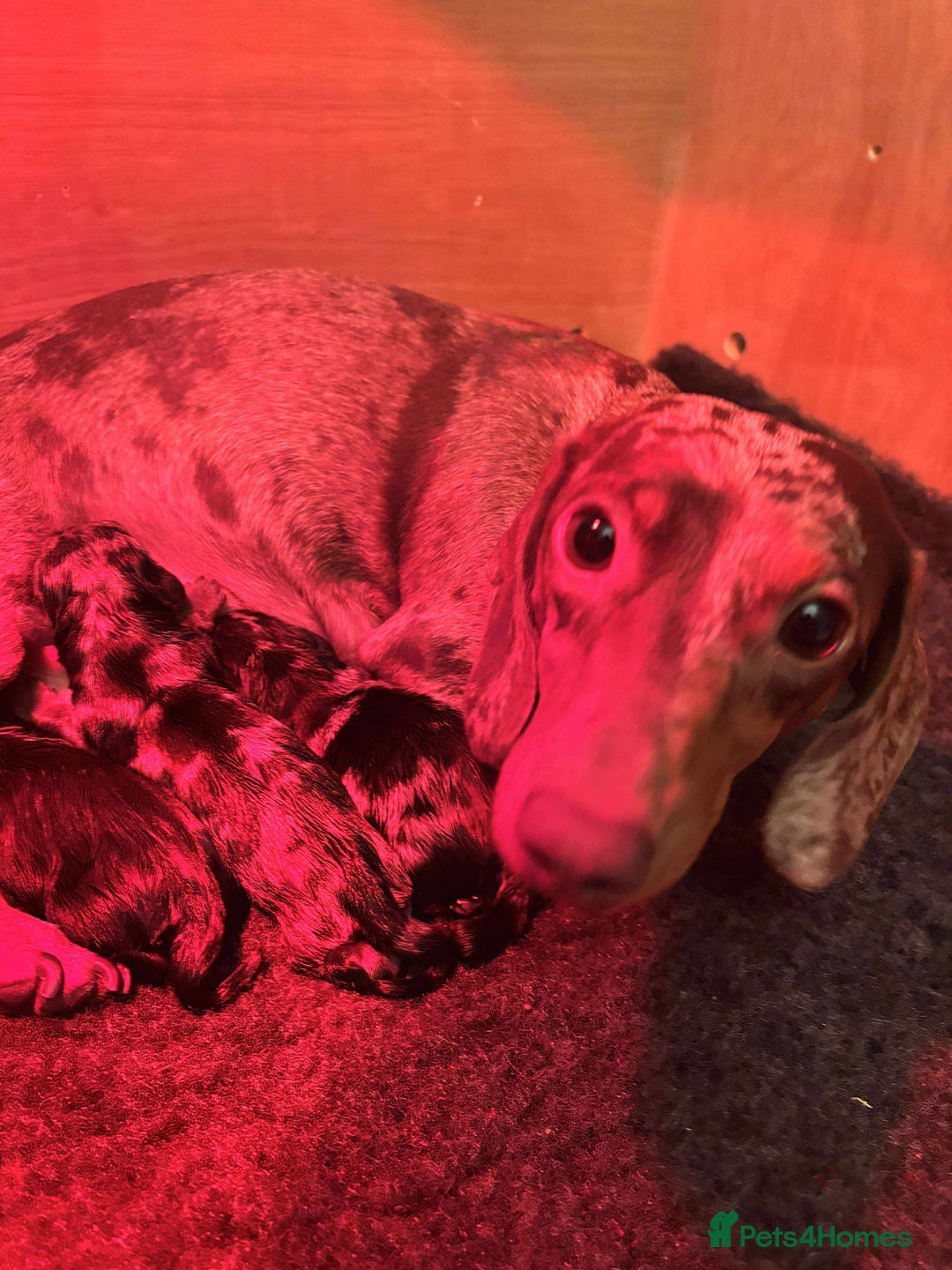 Miniature Dachshund dogs for sale: Miniature Smooth Haired Dachshunds Black & Tan  - Advert 5