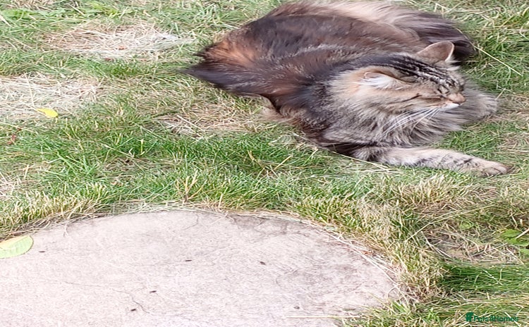 British Longhair cats for sale in Boston - Advert 2
