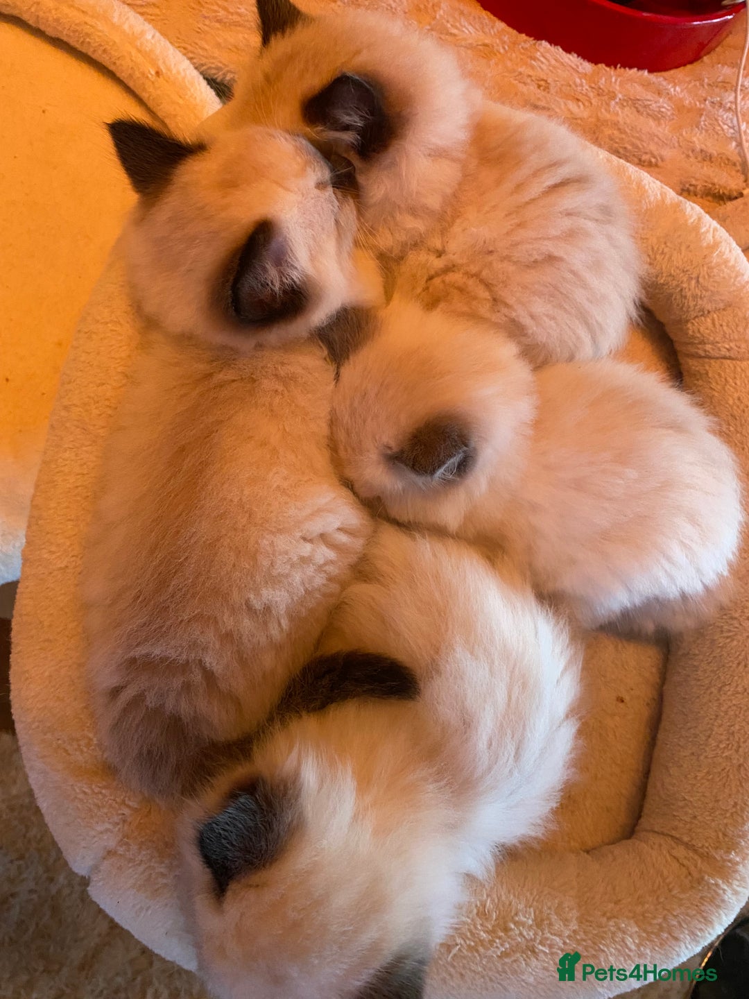 Ragdoll cats for sale: Stunning Ragdolls kittens - Advert 19