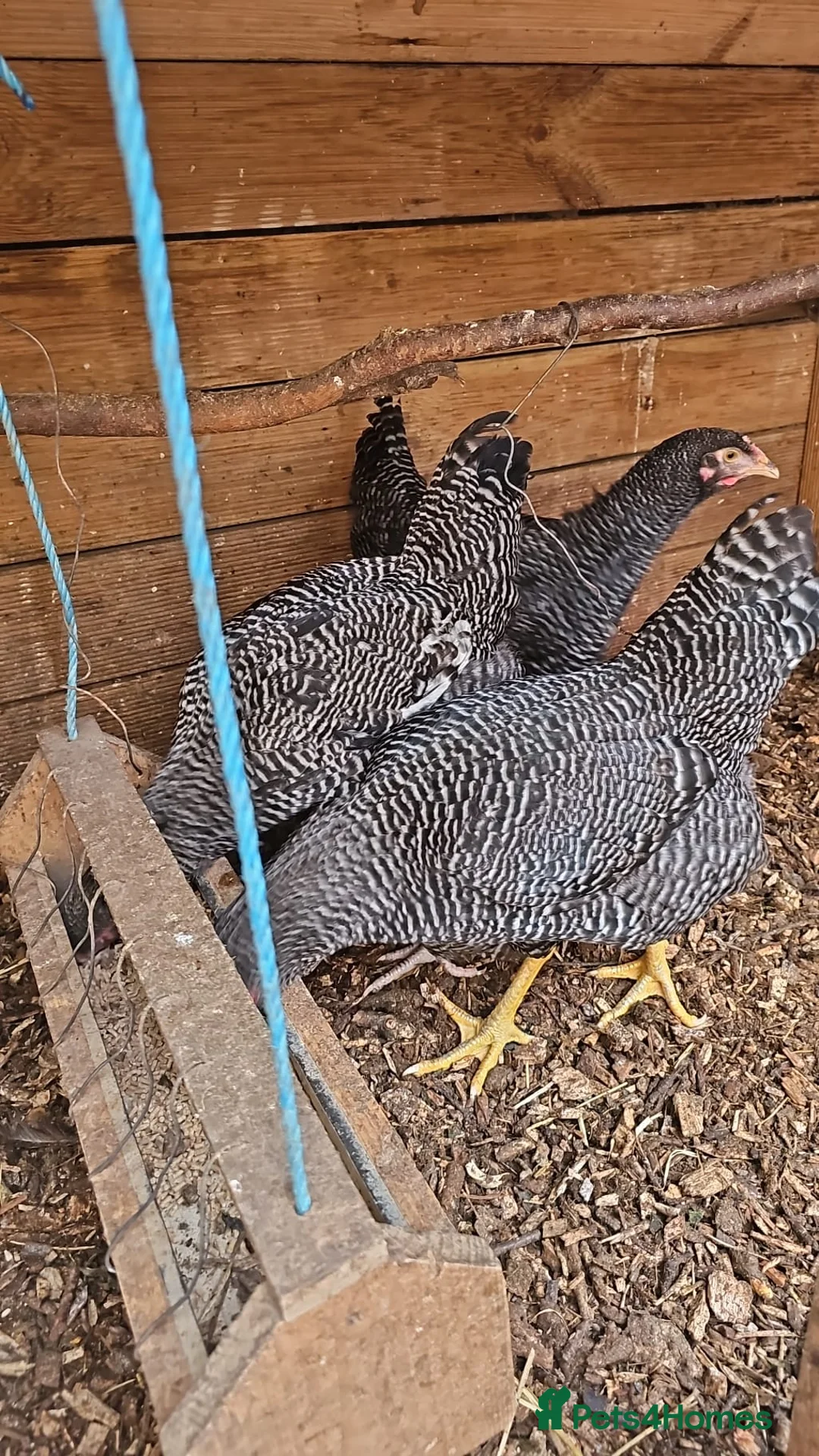 Chickens poultry for sale: Plymouth Rock hens  - Advert 1