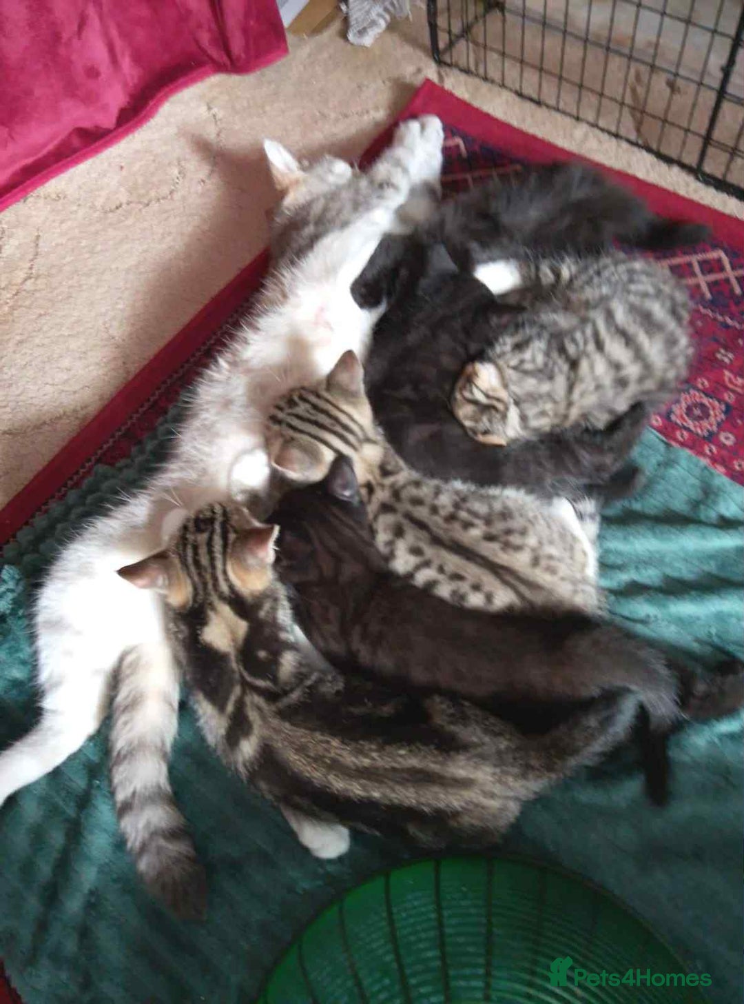 Mixed Breed cats for sale: 4 male kittens  - Image 6