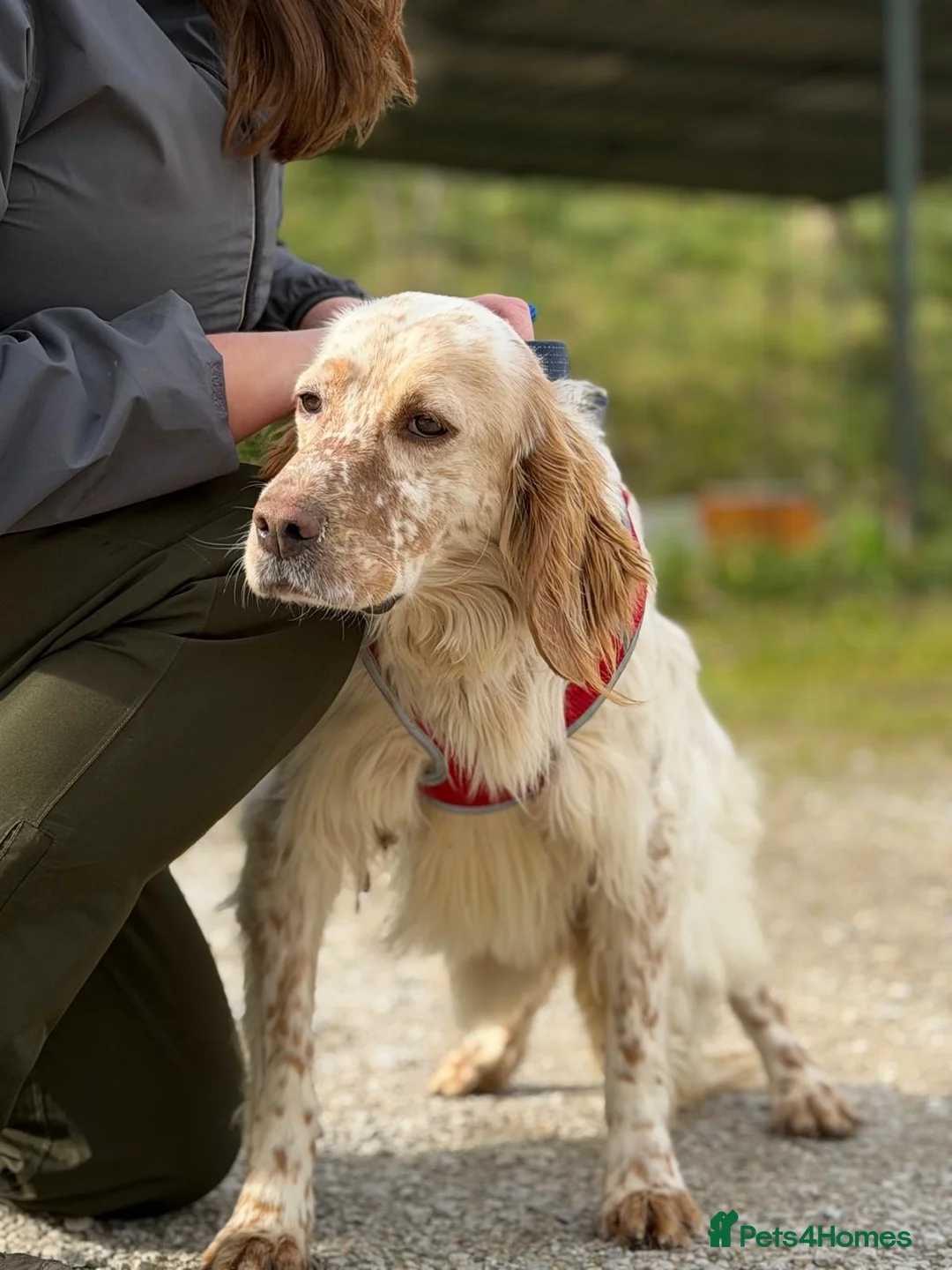 English Setter dogs for adoption: Oleo  - Advert 2