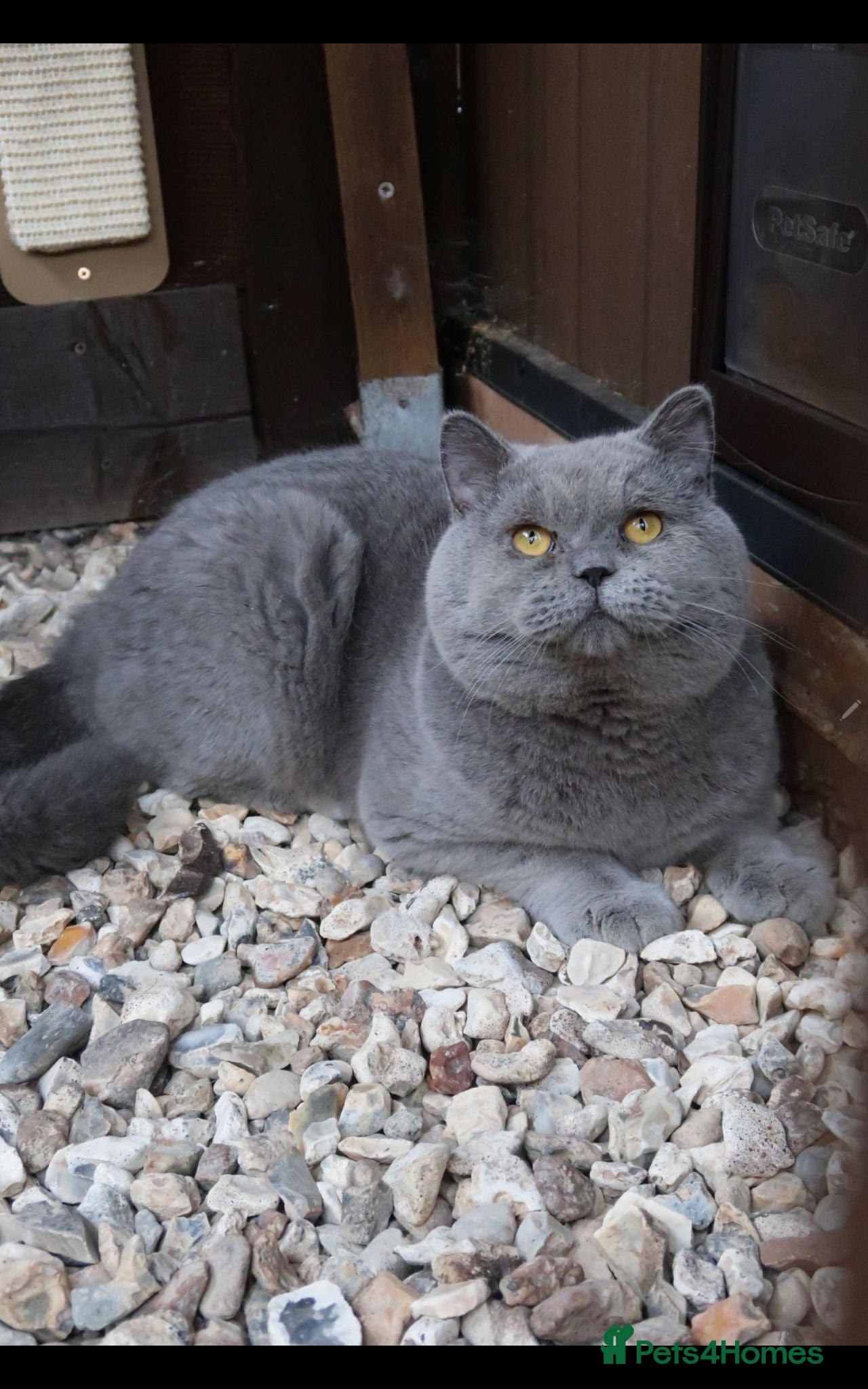 British Shorthair cats OPUS - GCCF & TICA Registered British Shorthair - Advert 16