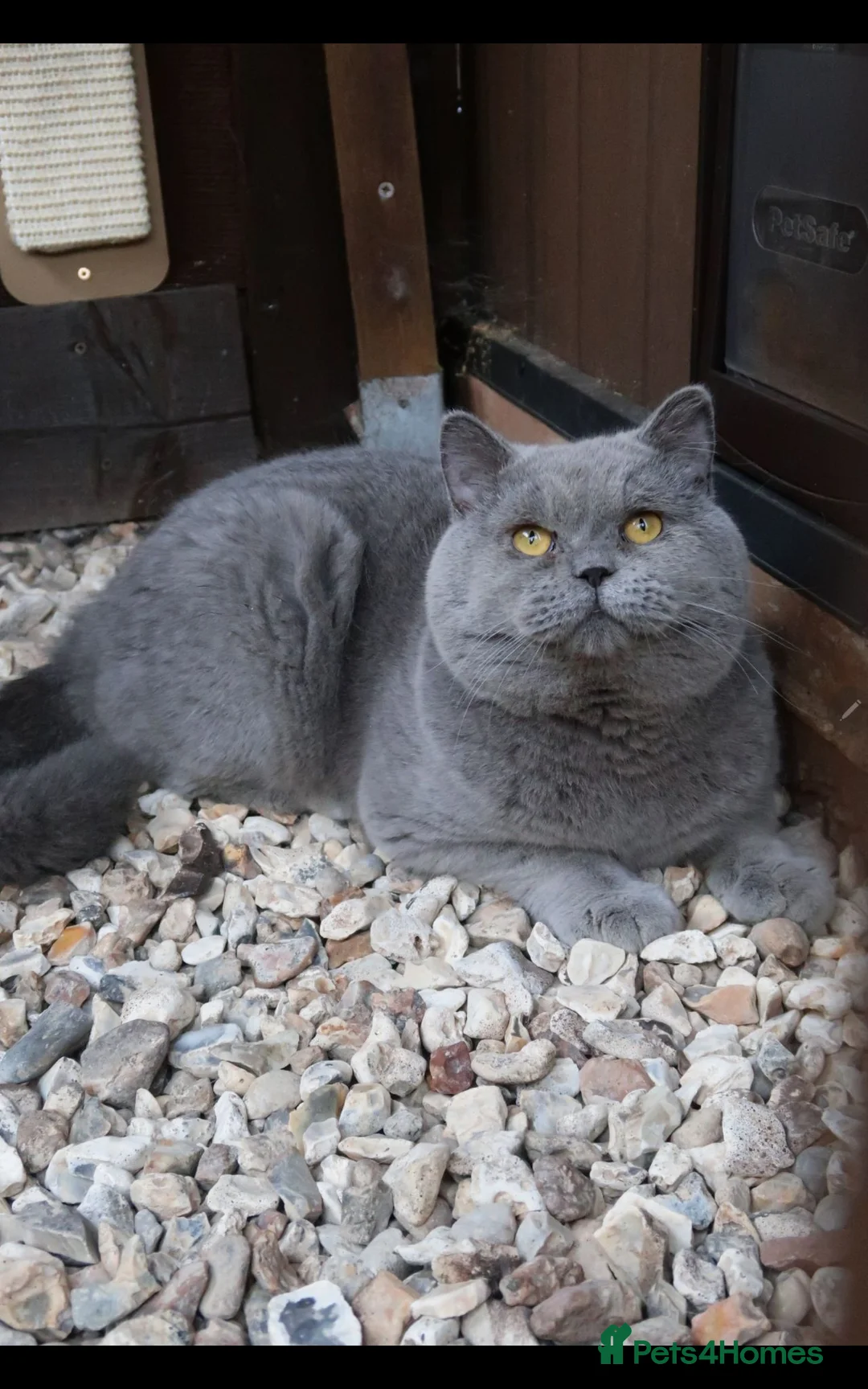 British Shorthair cats for stud: OPUS - GCCF & TICA Registered British Shorthair - Advert 1