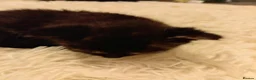 Mixed Breed cats for sale: 2 female kittens from 2 seperate litters  - Advert 4