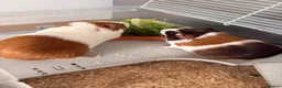 Guinea Pig rodents for sale: Young female Guinea pig and mum  - Advert 6