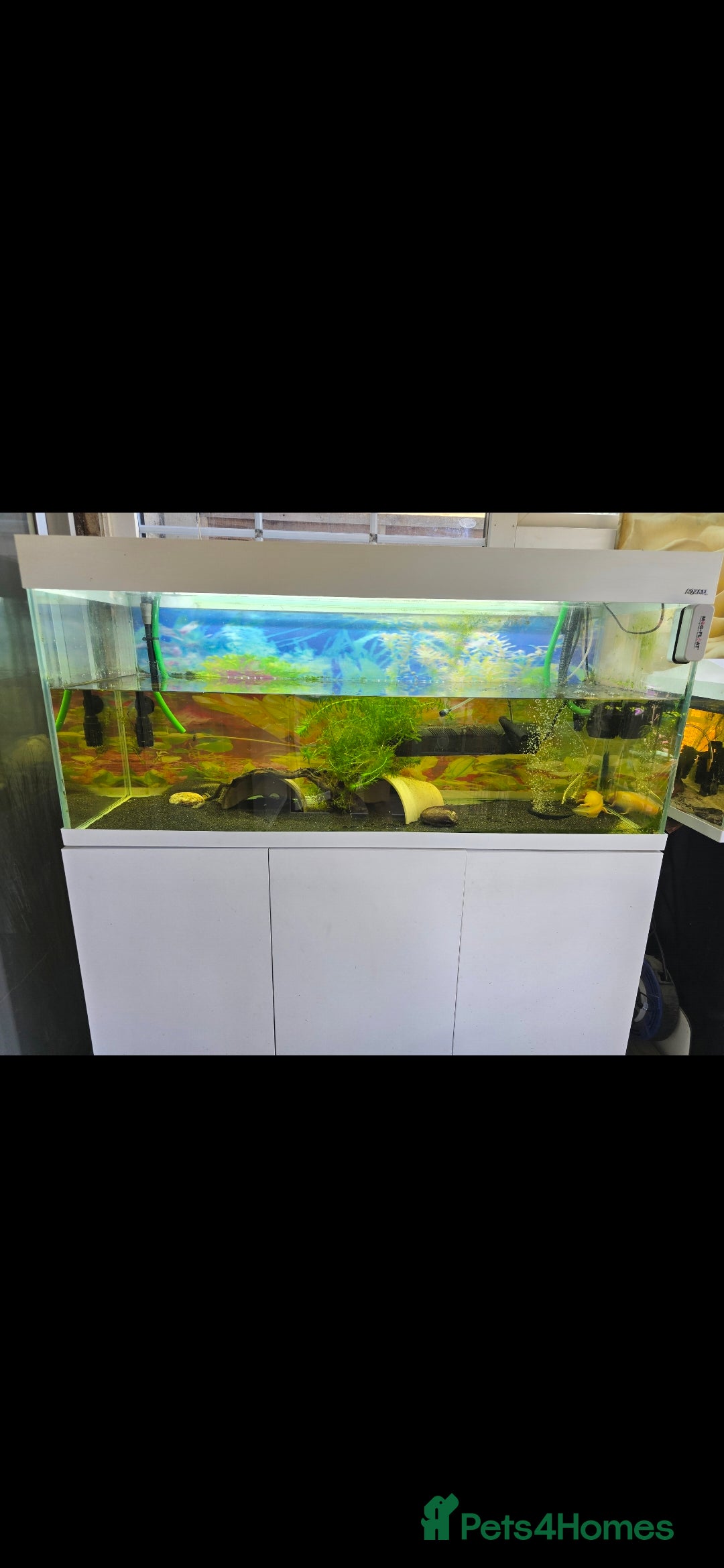 Axolotl reptiles for sale: A pair of male axolotl  - Advert 7