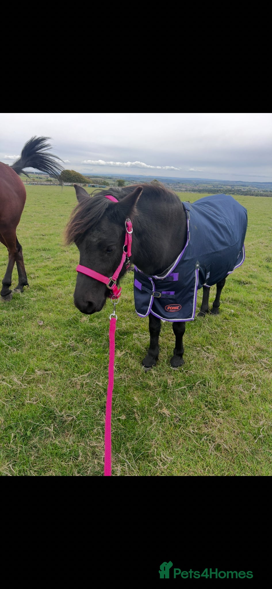 Dartmoor horses for sale: Opal! - Advert 3