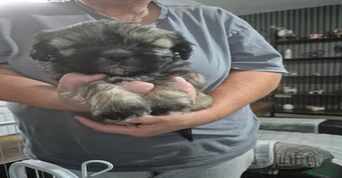 Mixed Breed dogs - Advert 2