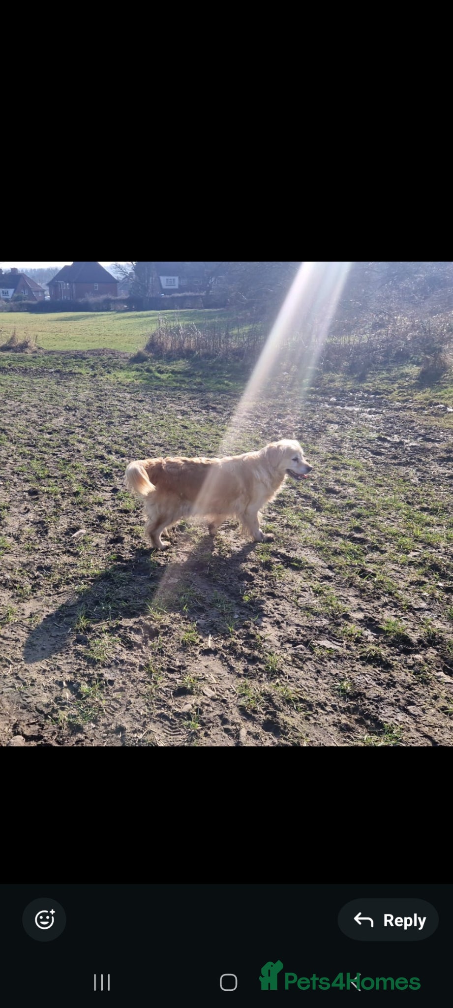 Golden Retriever dogs STUNNING HEALTH TESTED RETRIEVERS  - Advert 10
