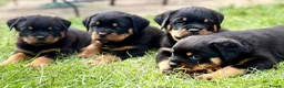 Rottweiler dogs for sale: Beautiful Rottweiler Puppies  in Chessington - Advert 14