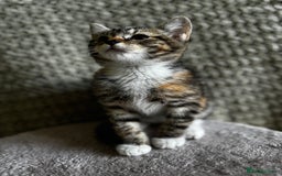 British Shorthair cats for sale: British Shorthair Kittens -Ready for Loving Homes  - Image 17