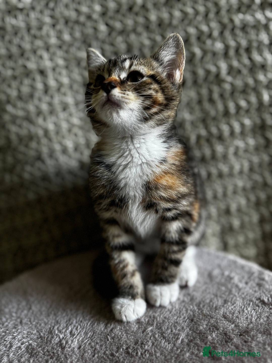 British Shorthair cats for sale: British Shorthair Kittens -Ready for Loving Homes  - Image 17