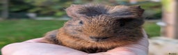 Guinea Pig rodents for sale: Gorgeous guinea pig pups - Advert 9