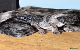 Pug dogs for sale: Merle pug puppies  - Image 13