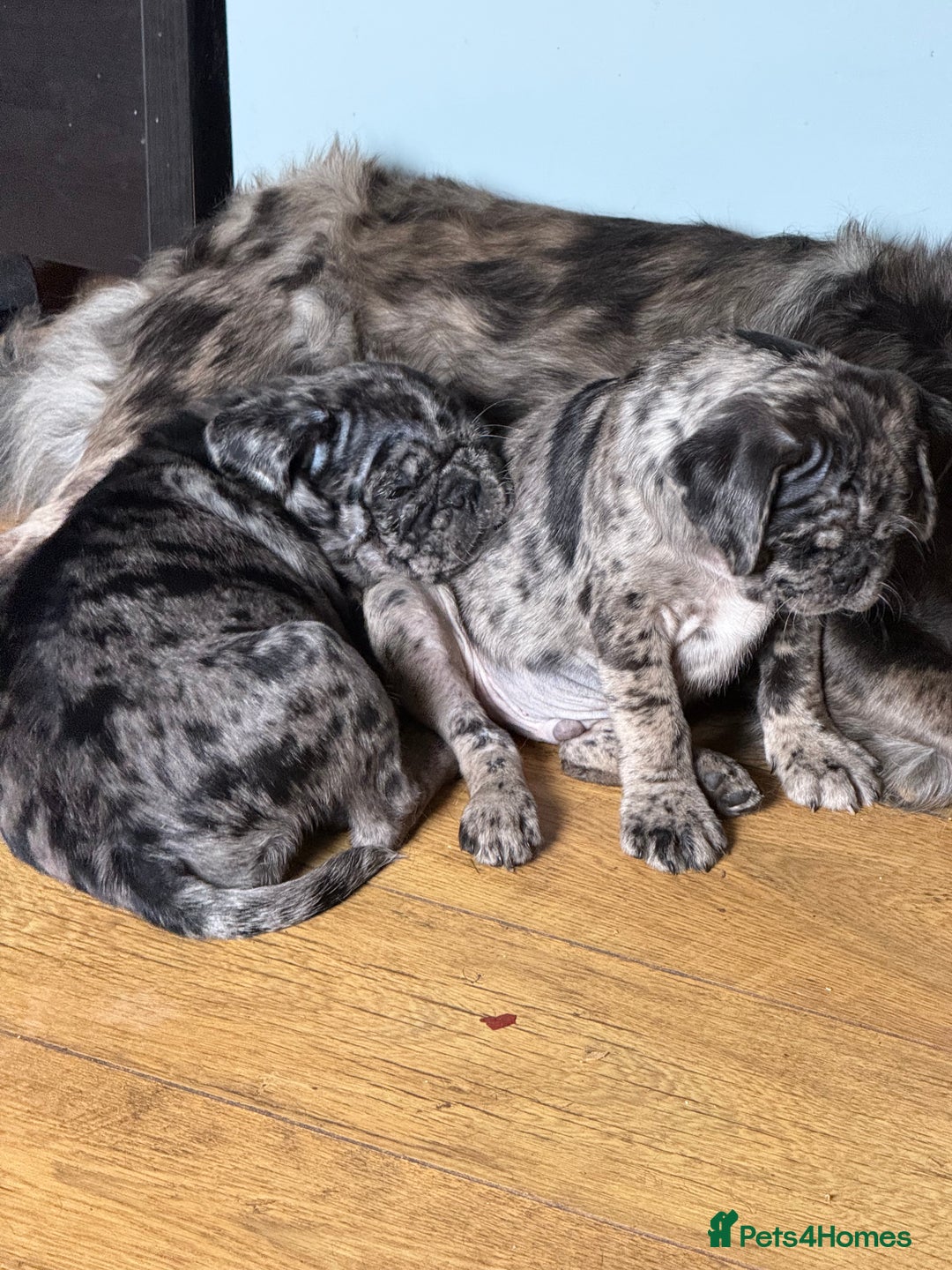 Pug dogs for sale: Merle pug puppies  - Image 13