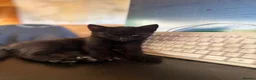 Domestic Shorthair cats for sale: 3 beautiful black kittens ready to go.  in Meifod - Advert 4