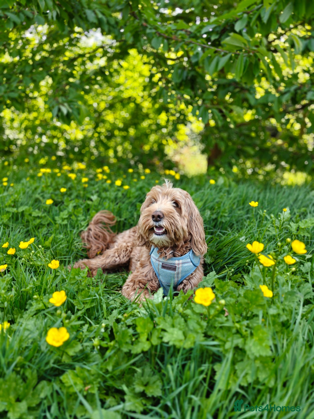 Australian Labradoodle dogs for sale: Couscous' Next Multigen ALD Litter Planned! - Advert 2