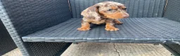 Dachshund dogs for sale: Miniature Dachshund puppies for sale  - Advert 4