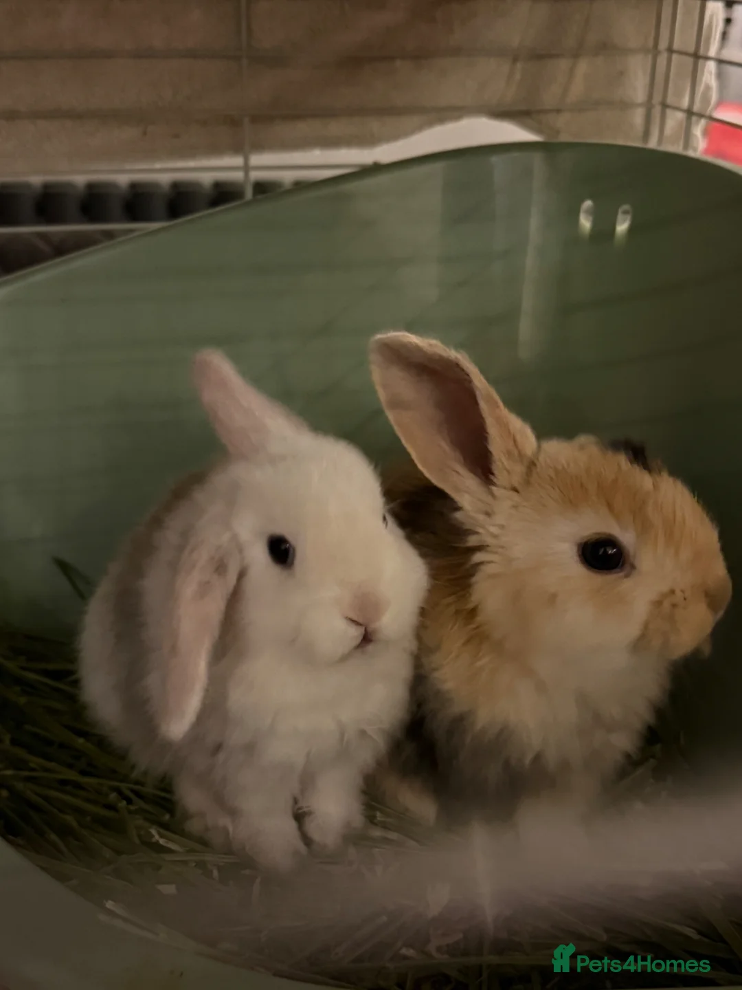 Harlequin rabbits for sale: 8 Week Old Female Harlequin Lop Rabbits 🐰💕 in Braintree - Advert 6