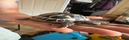 Hermann Tortoise reptiles for sale: Hermann tortoise  - Advert 1